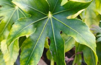 Fatsia japonica