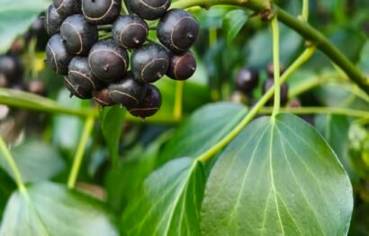 Hedera helix