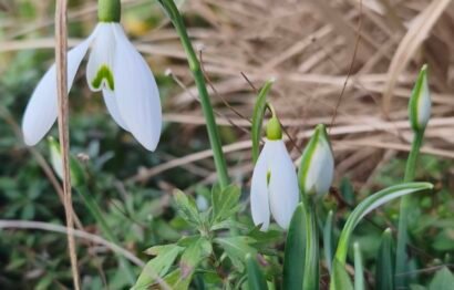 Galanthus nivalis