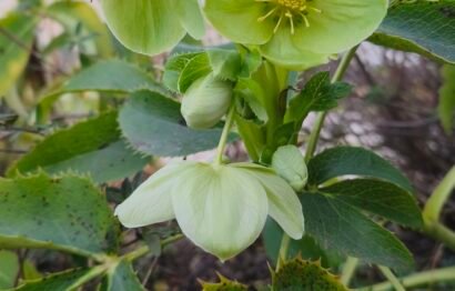 Helleborus