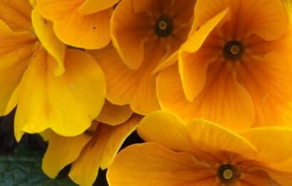Primula