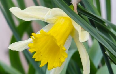 Narcissus