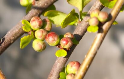 Chaenomeles japonica