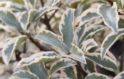 Pittosporum tenuifolium