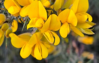 Ulex europaeus