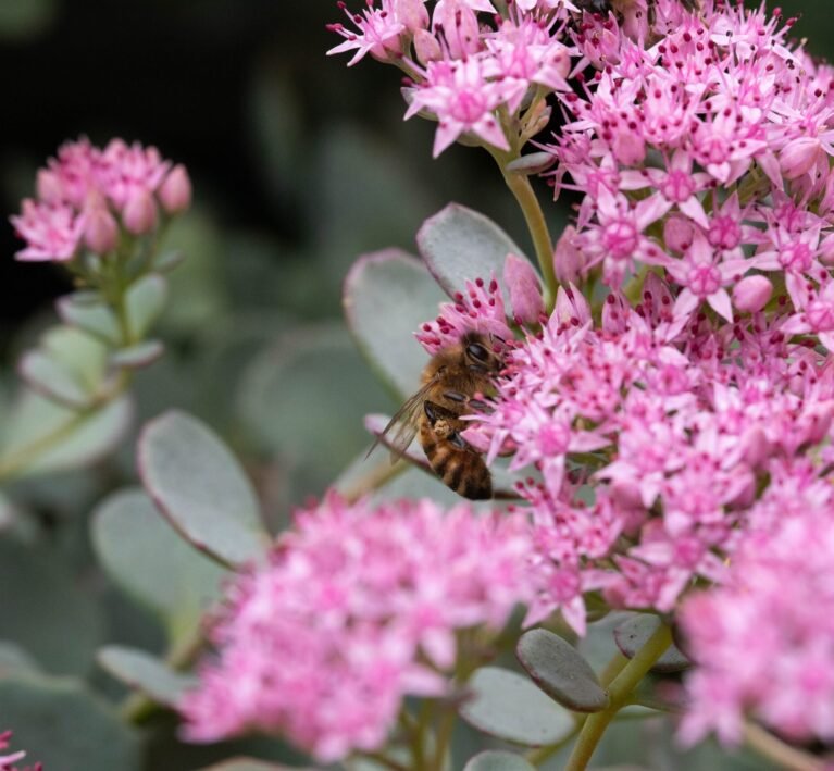 La plante du mois de septembre - Sedum spectabile
