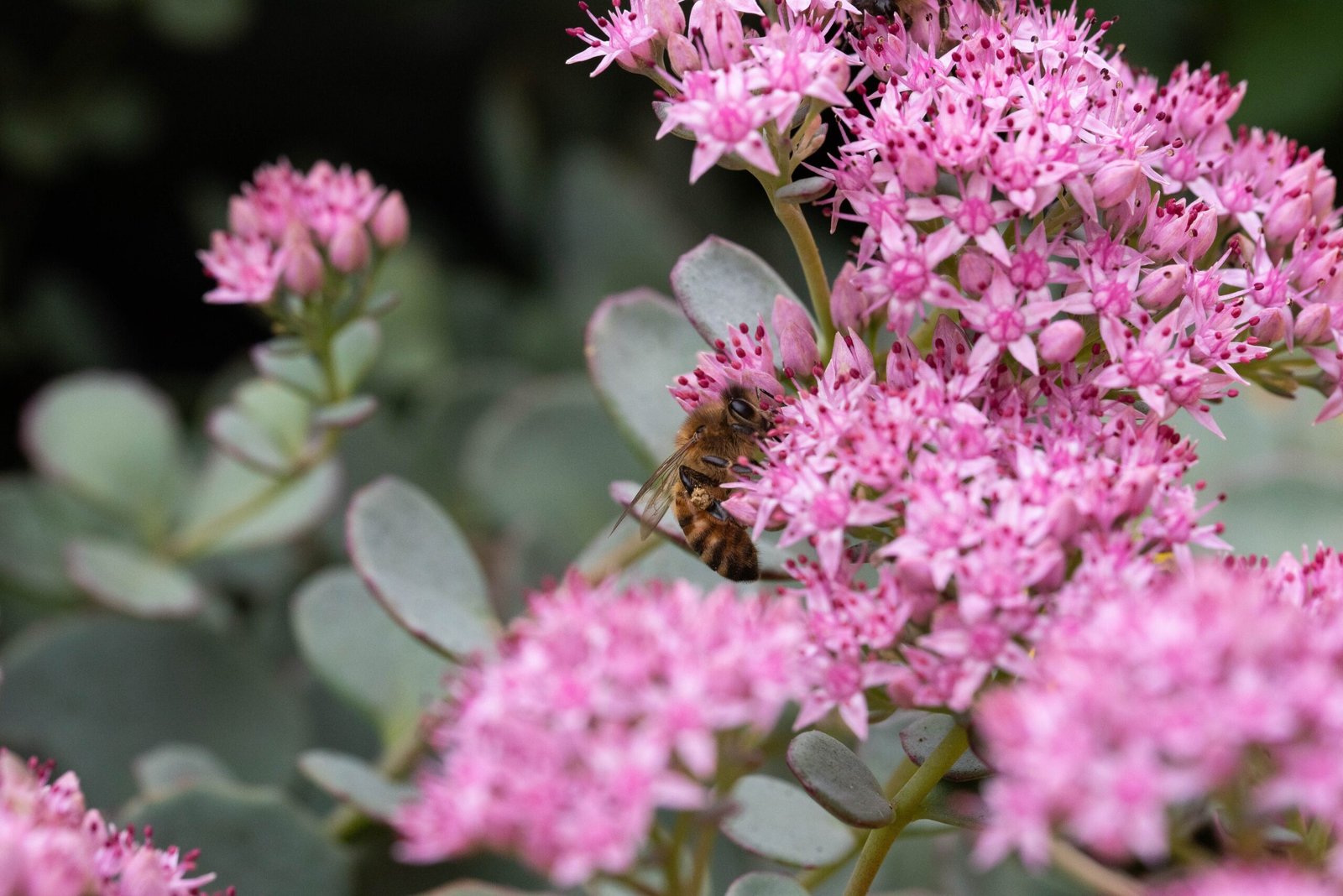 La plante du mois de septembre - Sedum spectabile
