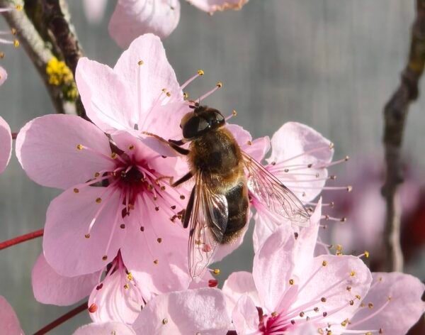 Retour de la biodiversité
