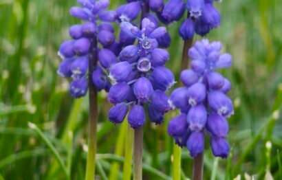 Muscari