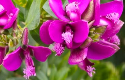 Polygala myrtifolia
