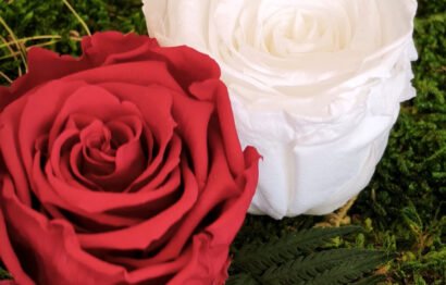 Roses stabilisées pour cadre végétalisé